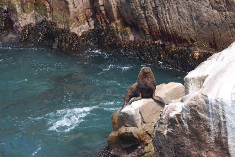 Walrus sitting on rock above water