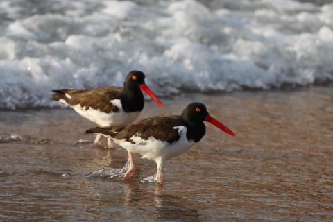 Two birds walking through surf on a Peruvian beach