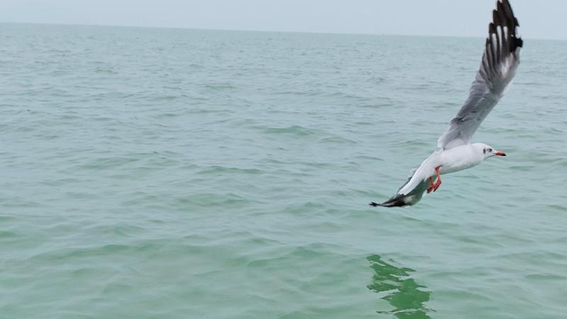 Seagull flying above water of Chilika Lake