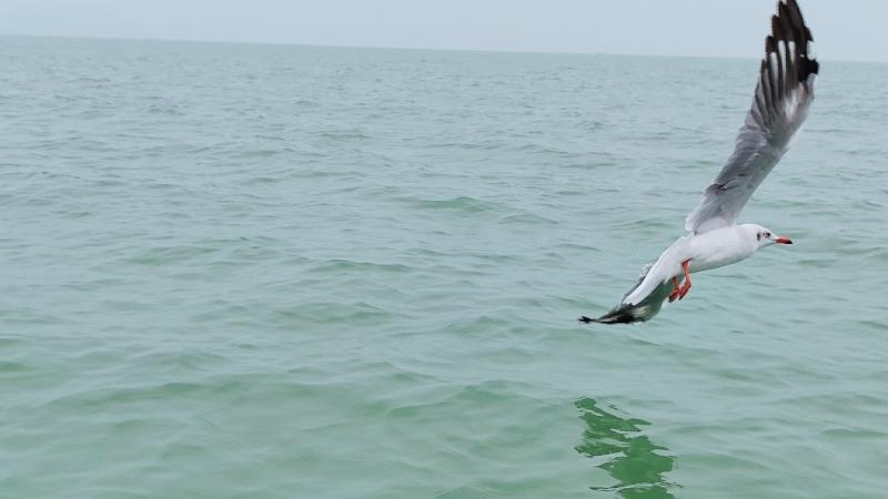 Seagull flying over Chilika Lake